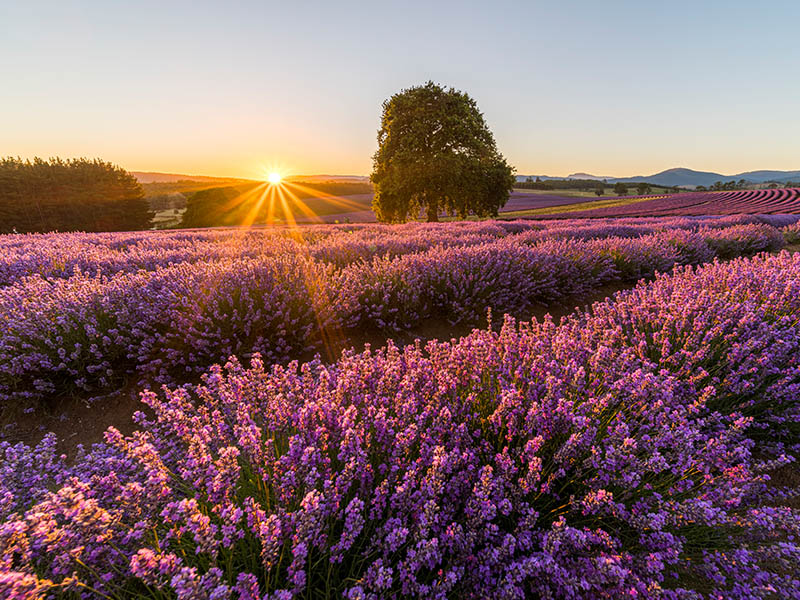 Bridestowe Lavender Farm, Tasmania. Image Credit:Luke Tscarke