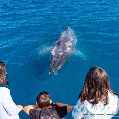 People looking at whale approaching boat | Tourism and Events Queensland