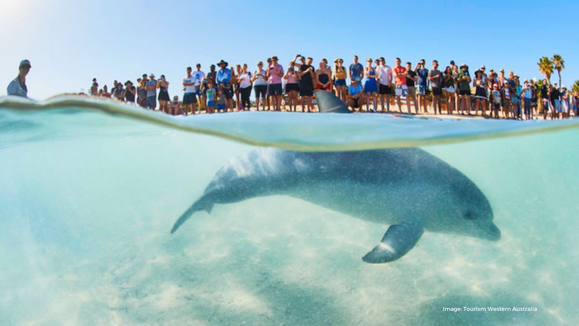 Dolphin swimming in clear blue water with crowd on beach watching | Tourism Western Australia