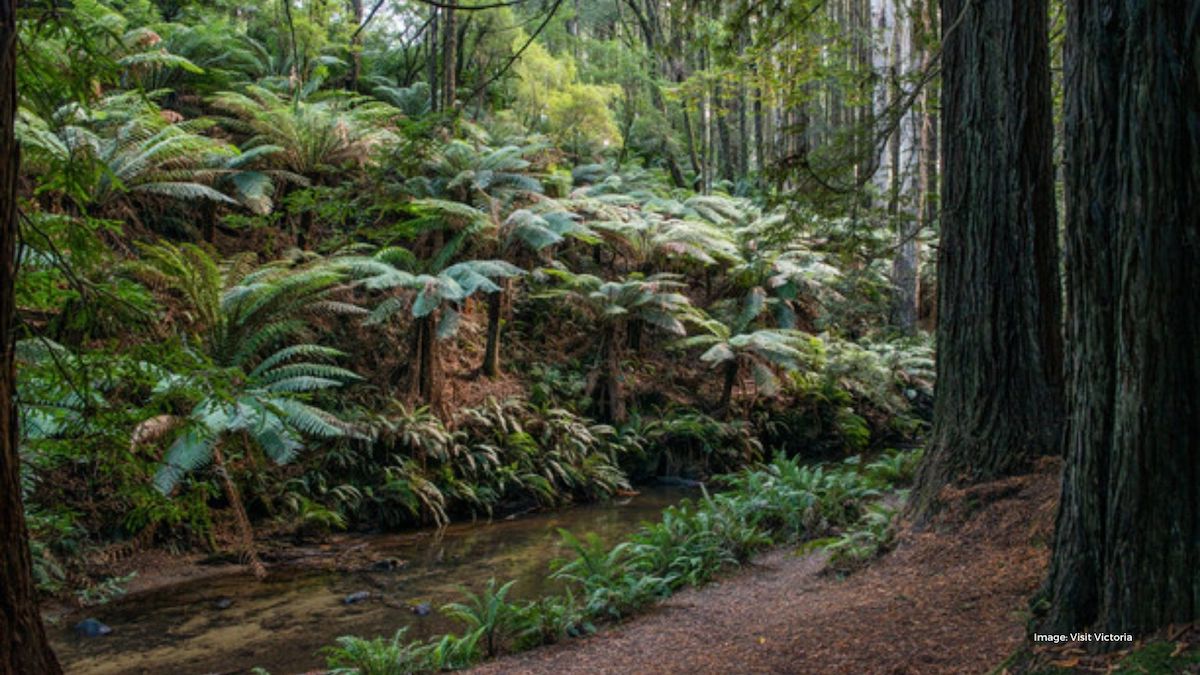 Lush green forest and ferns | Visit Victoria