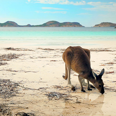 Kangaroos at Lucky Bay. Image credit: Tourism Australia
