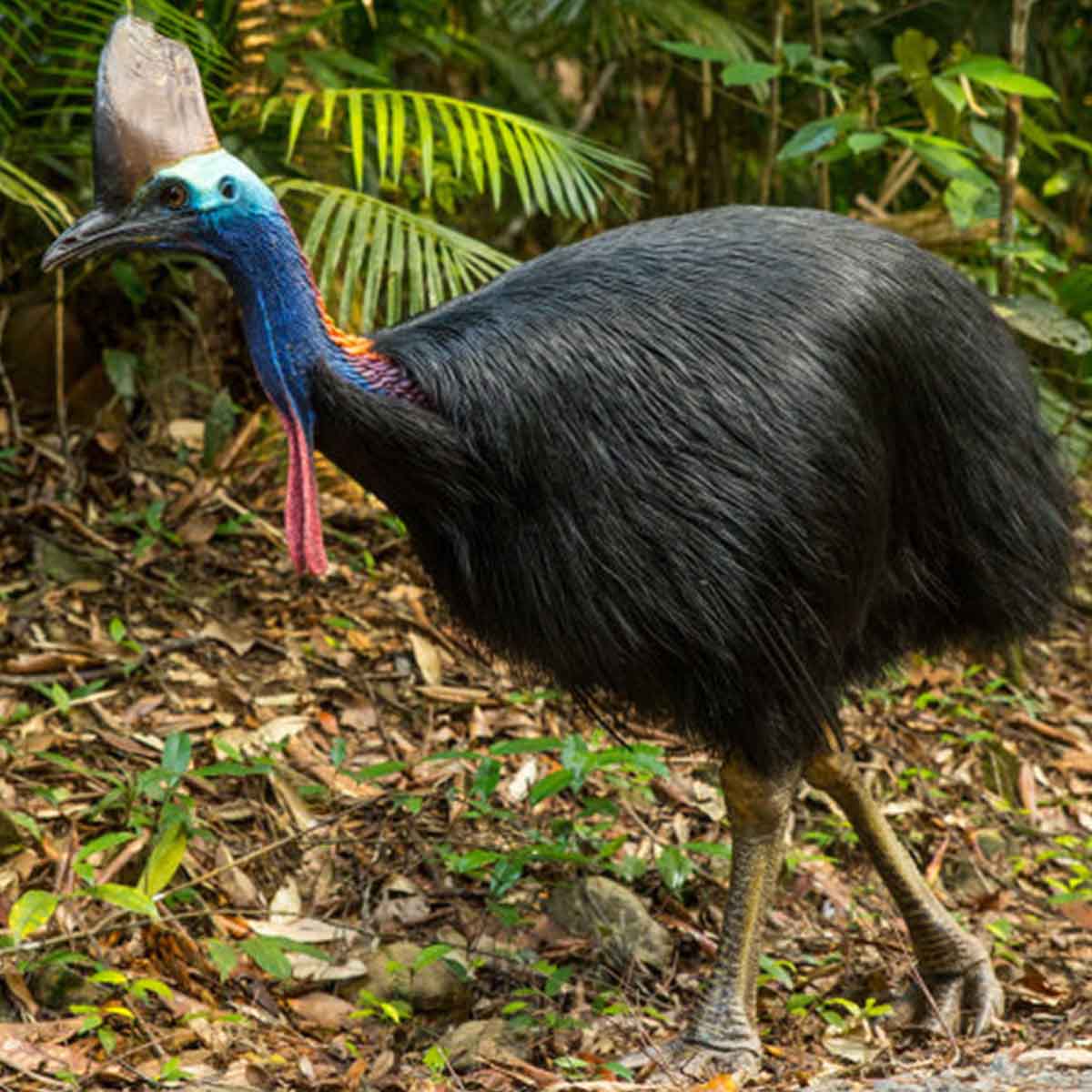 Cassowary in North QLD