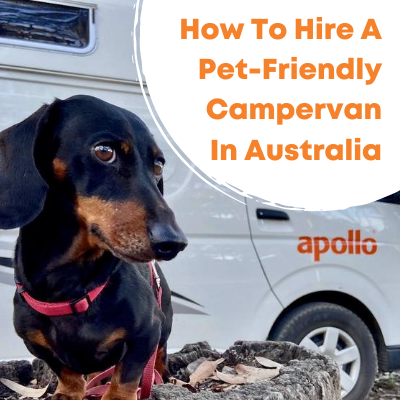 How To Hire a Pet-Friendly Campervan in Australia, dog in front of campervan